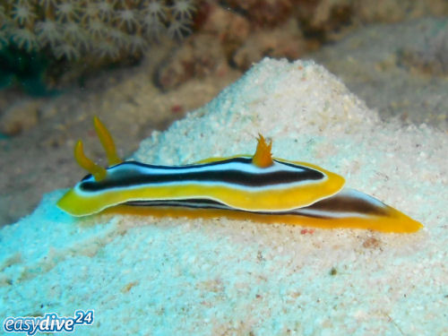 Chromodoris quadricolor