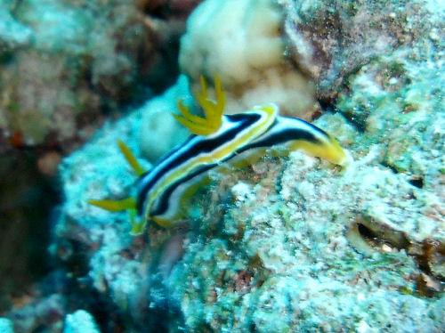 Chromodoris quadricolor