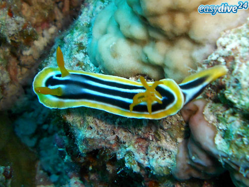 Chromodoris quadricolor