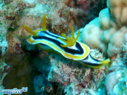 Chromodoris quadricolor