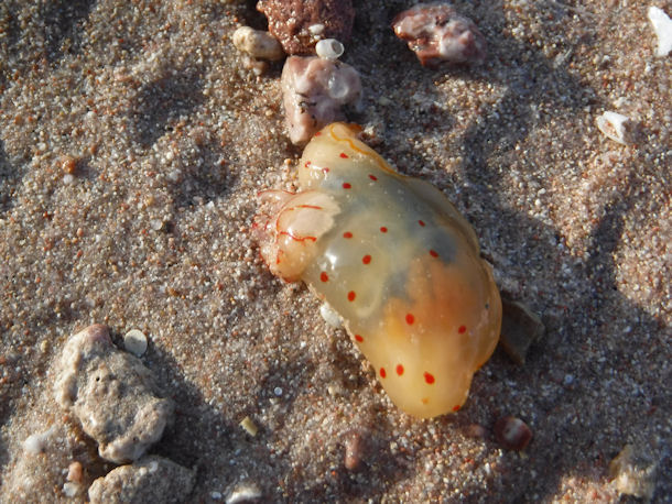 Gymnodoris ceylonica