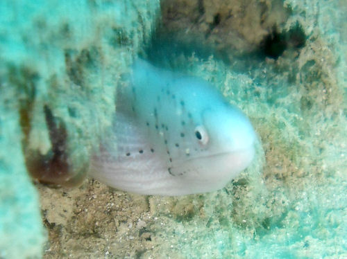 Murne Gymnothorax griseus am Wrack der Balena