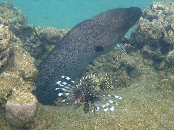 Riesenmurne Gymnothorax javanicus vor Marsa Alam