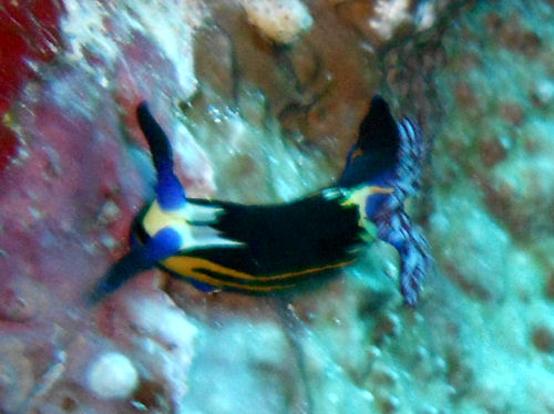 Nembrotha megalocera