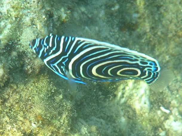 Pomacanthus imperator