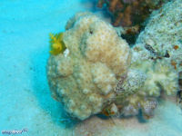 Porites nodifera