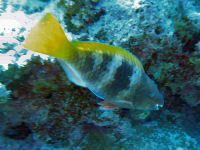 Scarus ferrugineus