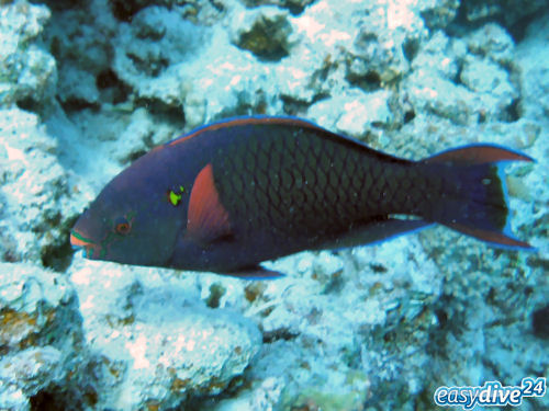 Schwarzer Papageifisch Scarus niger