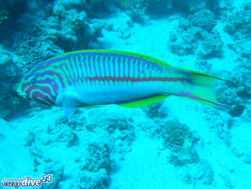 Thalassoma rueppellii