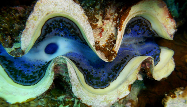 Tridacna giga