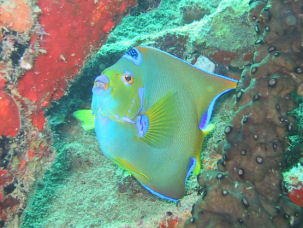 Diadem-Prachtkaiserfisch Holacanthus ciliaris