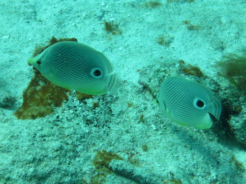 Chaetodon capistratus