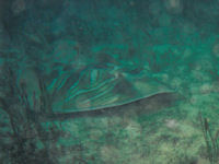 Southern fiddler ray Trygonorrhina fasciata
