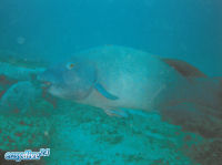 Eastern blue groper Achoerodus viridis