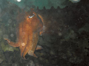 Australian giant cuttlefish Sepia apama