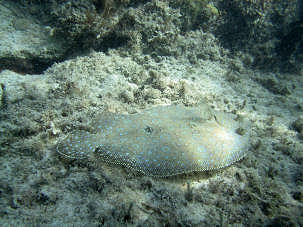 Pfauenflunder vor den Bahamas