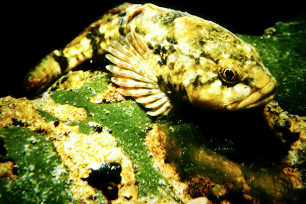 Batrachocottus baicalensis