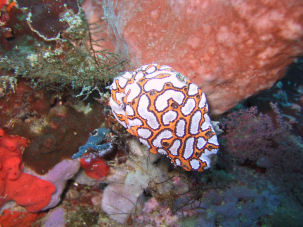 Tiger Sponge Botrylloides sp.