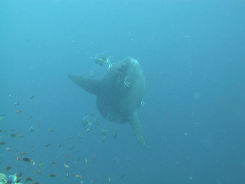 Ocean sunfish