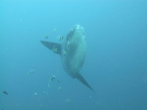 Ocean sunfish