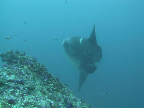 Ocean sunfish