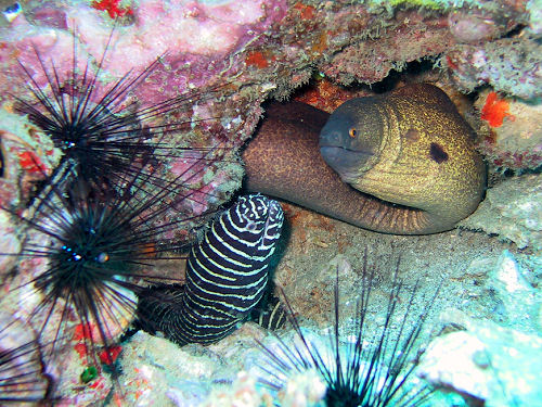 Gymnothorax flavimarginatus