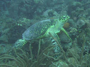 Turtle Barbados