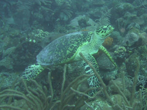 Schildkroete vor Barbados