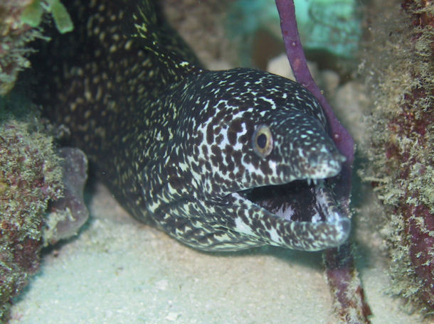 Gefleckte Murne Gymnothorax moringa