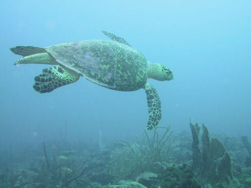 Turtle Barbados