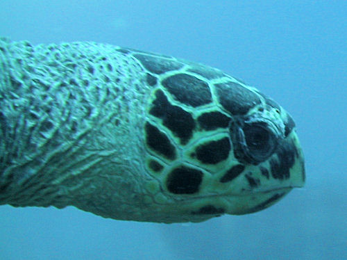 Turtle Barbados