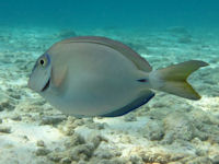 Acanthurus bahianus