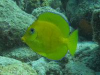 Blue Tang Acanthurus coeruleus