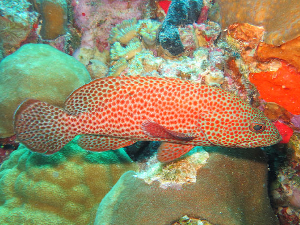 Cephalopholis cruentata