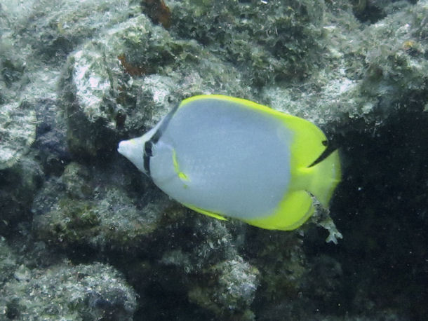 Chaetodon ocellatus