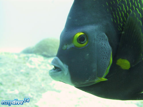 Franzosen-Kaiserfisch Pomacanthus paru