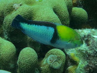 Lippfisch Halichoeres bivittatus