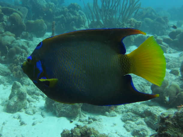 Holacanthus bermudensis