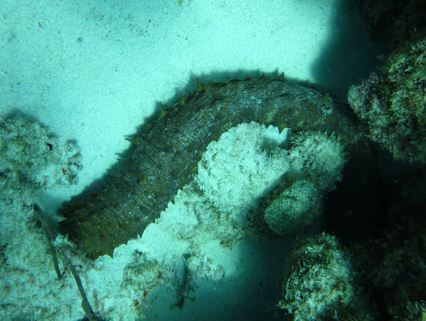 Holothuria mexicana