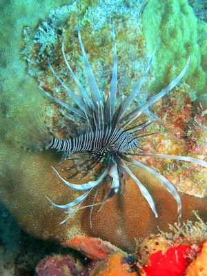 Lionfish