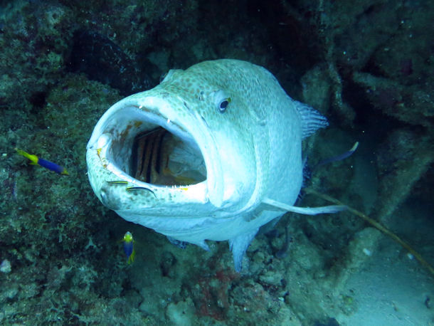 Tauchen Bonaire