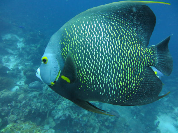 Pomacanthus paru