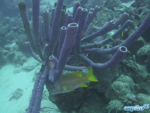 Stove-pipe sponge Aplysina archeri