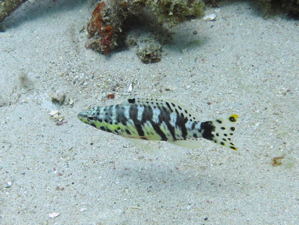 Sgebarsch Serranus tigrinus