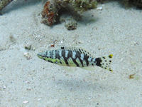 Serranus tigrinus