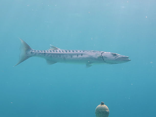 Sphyraena barracuda