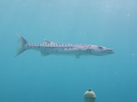 Sphyraena barracuda