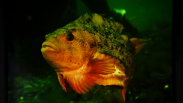 Seehase Cyclopterus lumpus