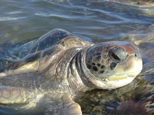 Chelonia mydas