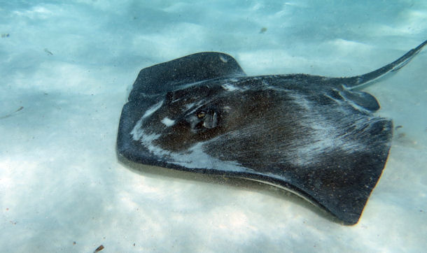 Southern Stingray Dasyatis americana